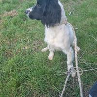 Springer spaniel inglese