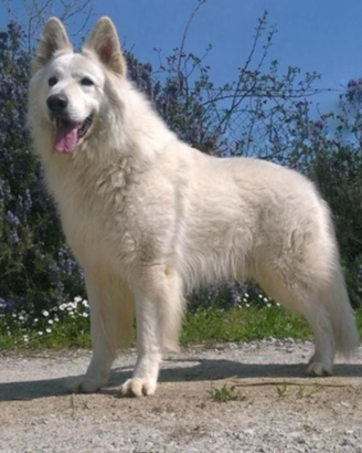 Ultimo cucciolo