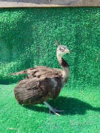 Pavone galline