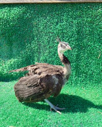 Pavone galline