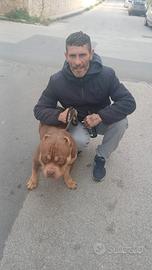 American bully