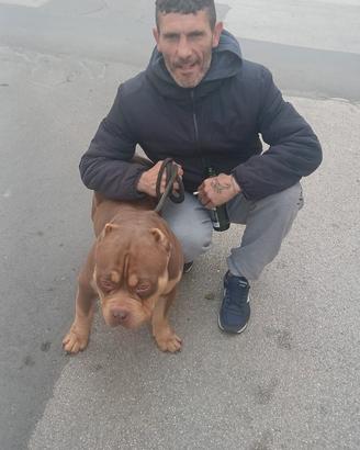 American bully