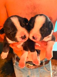 Border collie