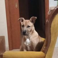 Cane pitbul 5 mesi