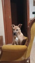 Cane pitbul 5 mesi