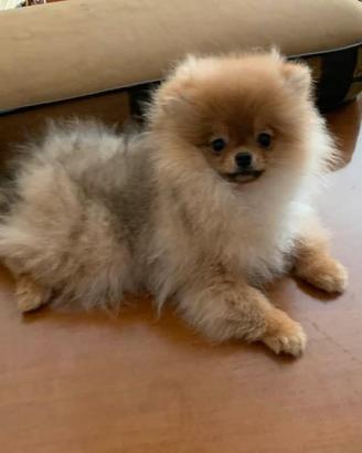 Spitz nano 3 mesi