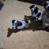 Setter inglese con pedegree