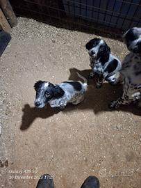 Setter inglese con pedegree