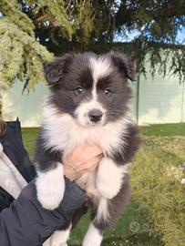 Cuccioli di Border Collie