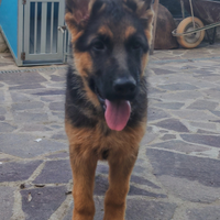 Cucciolo maschio di Pastore tedesco