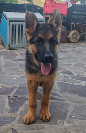 Cucciolo maschio di Pastore tedesco