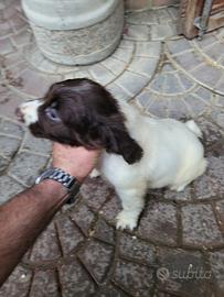 Cuccioli Springer Spaniel (pedigree)
