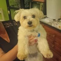 Maltese disponibile per monta