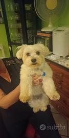 Maltese disponibile per monta