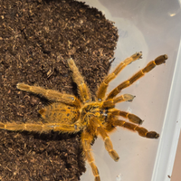 Varie tarantole Femmina