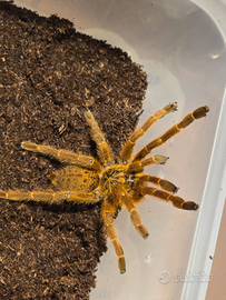 Varie tarantole Femmina