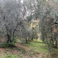 Terreno agricolo e casale