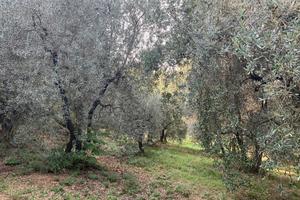 Terreno agricolo e casale