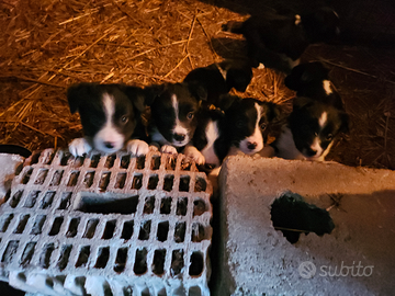Cuccioli border collie
