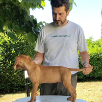 Cuccioli bracco ungherese disponibili subito