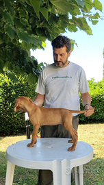 Cuccioli bracco ungherese disponibili subito