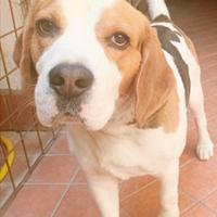 Splendido Beagle di 3 anni con pedigree Enci