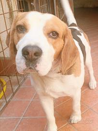 Splendido Beagle di 3 anni con pedigree Enci