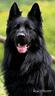 pastore-tedesco-nero-a-pelo-lungo