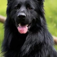 Pastore tedesco nero a pelo lungo