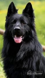 Pastore tedesco nero a pelo lungo