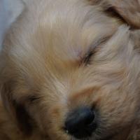 Cuccioli di golden 100%americani