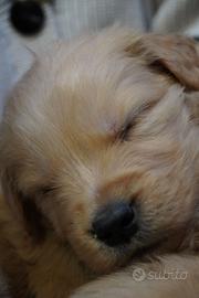 Cuccioli di golden 100%americani