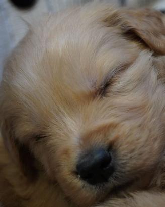 Cuccioli di golden 100%americani