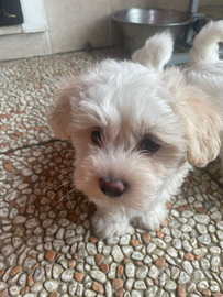 Maltipoo maschi e femmine