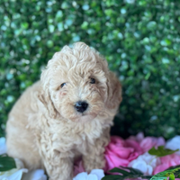 Barboncini taglia piccola Torino Milano