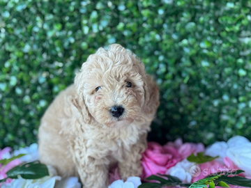 Barboncini taglia piccola Torino Milano