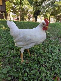 Gallo Livornese