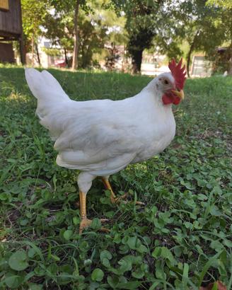 Gallo Livornese
