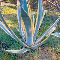 Agave americana marginata