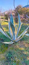 Agave americana marginata