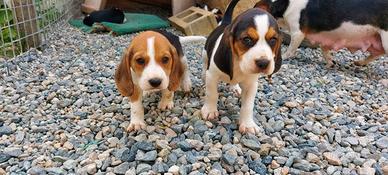 Cuccioli di beagle tricolore