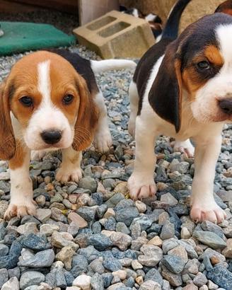 Cuccioli di beagle tricolore