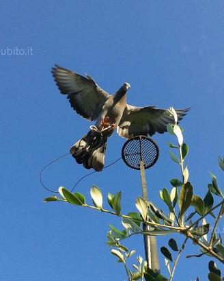 Piccioni addestrati per caccia al colombaccio