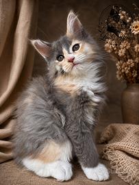 Cucciola di razza Maine Coon con pedigree AFeF