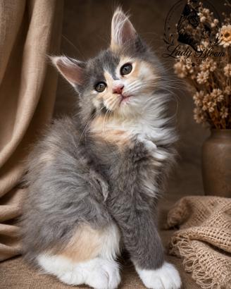 Cucciola di razza Maine Coon con pedigree AFeF