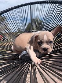 Bulldog francese
