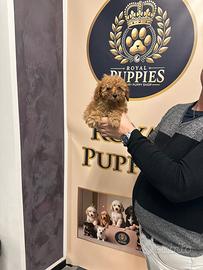 Barboncini maschi promo