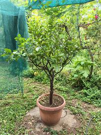 pianta limone 