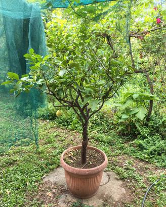 pianta limone 
