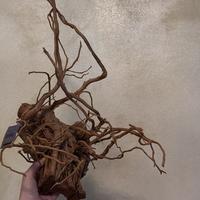 Tronco/ radice Azalea
